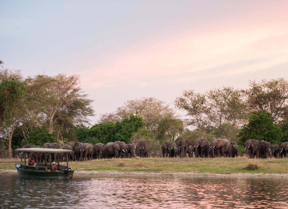 Mvuu_Camp_malawi_elephants_boat_safari
